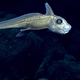 A Chimaera ghost shark, spotted at Northwest Guam Seamount.